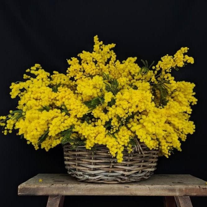 Корзина с итальянской мимозой "BLOOM"