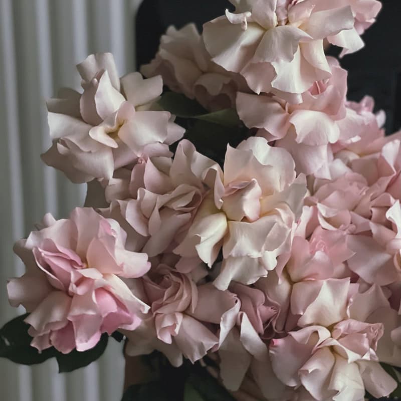 Букет из 25 французских роз "SWEET ESCIMO" — Фото 3