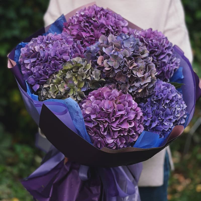 Открыть фото крупно Букет из 7 голландских гортензий (премиум) "DARK PURP"