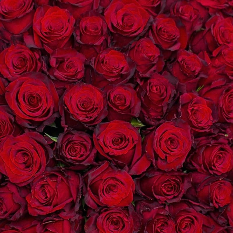Открыть фото крупно Букет из 101 розы Explorer 60 см "ROSES 19" — Фото 3